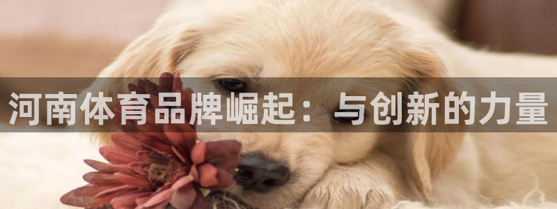 风速体育app下载官网最新版：河南体育品牌崛起：与创新的力量