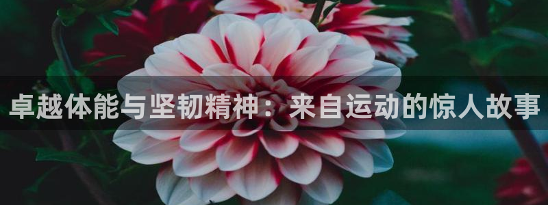 风速体育：卓越体能与坚韧精神：来自运动的惊人故事